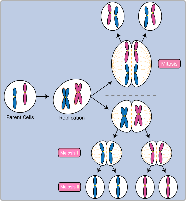A single sell is either replicated and then broken into two cells through mitosis or separated into four gametes through meiosis.