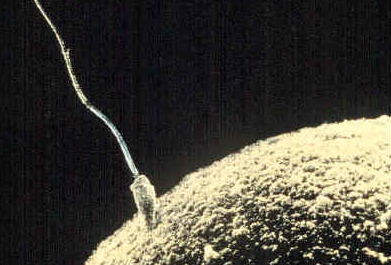 A grainy photo of a sperm penetrating an egg.
