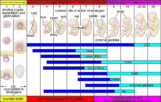 Chart showing the stages of prenatal development.