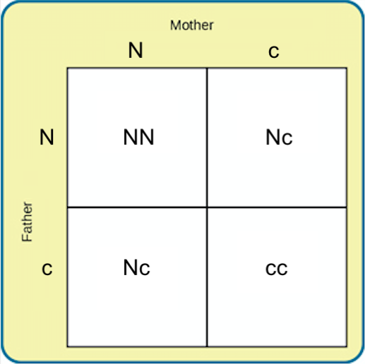Punnett square (shown as a two by two grid) showing traits from a mother and father. The mother is Nc and the father is NC, so there is a table with four possible combinations: NN. Nc, Nc, and cc.