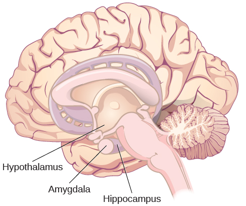 Major midbrain sections are highlighted, including the hypothalamus, amygdala, and hippocampus.