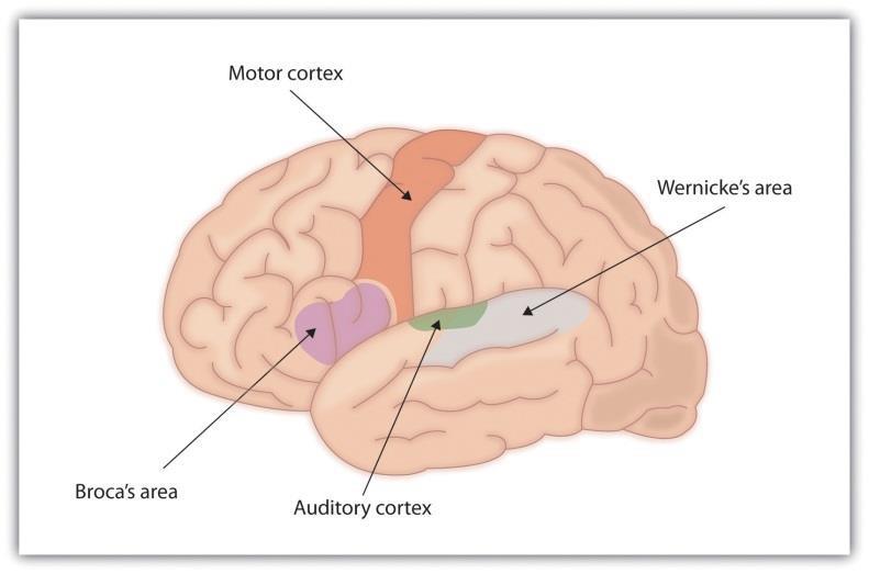 Drawing of Brain Showing Broca’s and Wernicke’s Areas