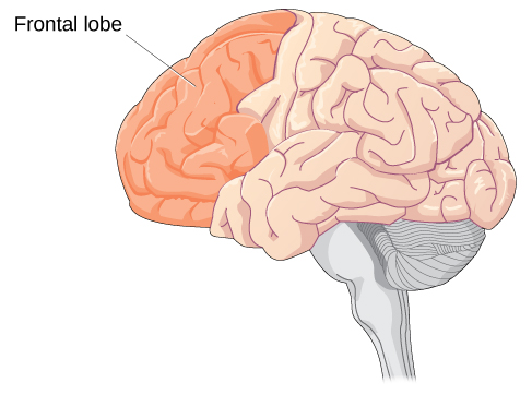 Physical Development in Adolescence – Individual and Family