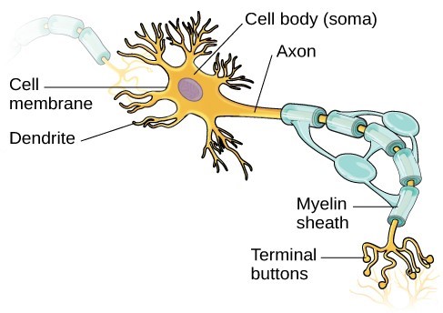 Drawing of neuron. A synapse is the gap between neurons