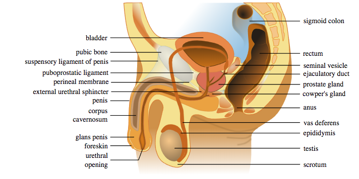 Labeled anatomy of the penis and surrounding area, including the bladder, anus, and colon.