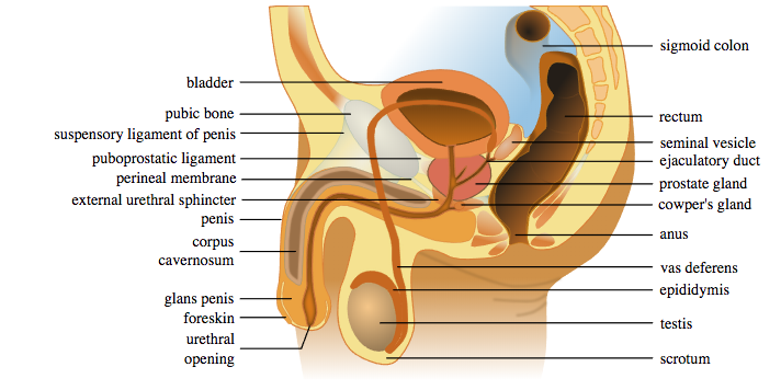 Physical changes in puberty