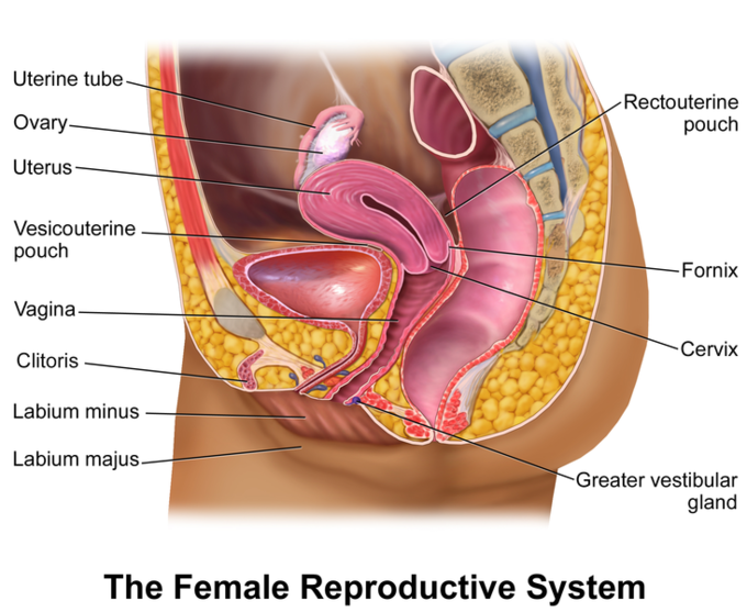 Labeled anatomy of internal reproductive organs, including the vagina, cervix, ovaries, and so on.