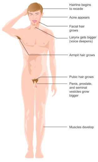 Labeled diagram of puberty physical changes in people with a penis: hairline recedes, acne appears, facial and body hair grows, and muscles develop.
