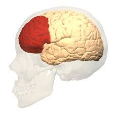 Image of a transparent skill with the brain inside. The front portion of the brain is highlighted in red.