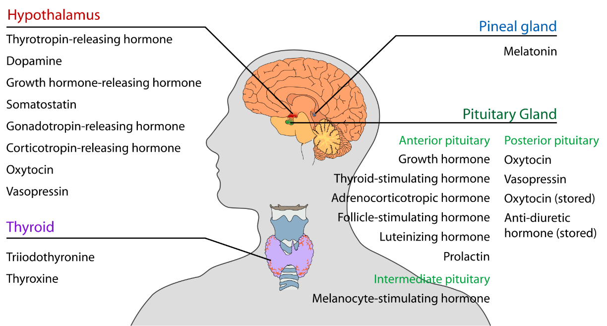 Labeled figure with a list of the hormones found in the endocrine glands of the nervous system.