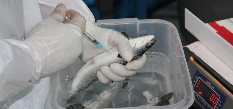 Researchers at PUCV wearing plastic gloves inject salmon with vaccines.