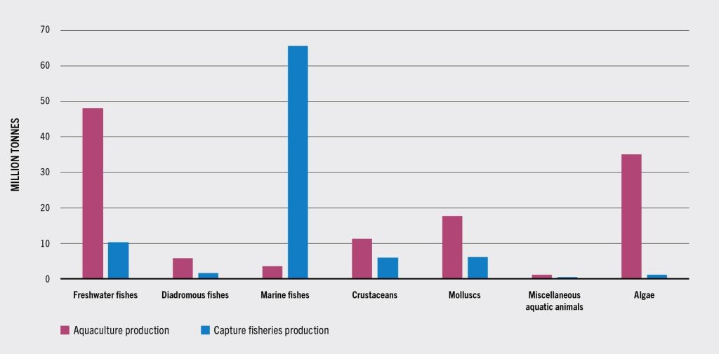 Bar chart of aquaculture and capture productions, compared by species. Aquaculture has much higher freshwater and algae production, while capture production favors marine fishes.