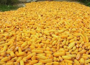 A large pile of corn on the cob