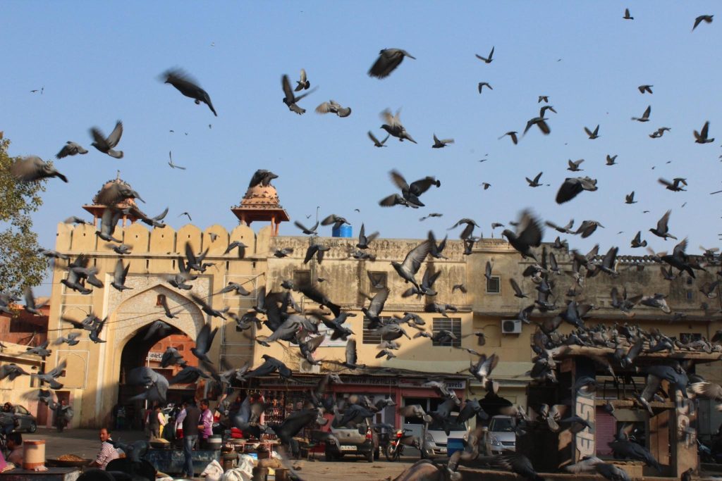 A photo of flying pigeons in front of a monument in India.