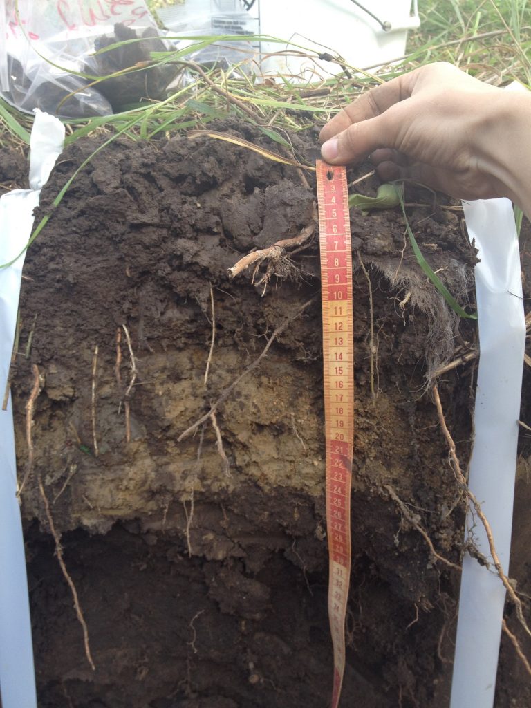 A soil profile with a brown and lighter brown horizon from 0 to 25-30 cm containing roots over a darker brown horizon.