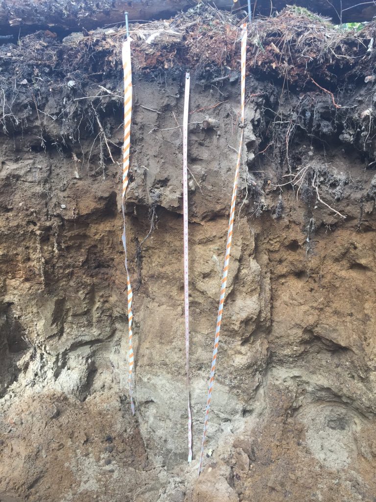 Soil face with leaves accumulated at the ground level. Light brown color with several roots in the first third of the soil face. Pale yellowish-brown in the middle of the soil profile and significantly lighter colors in the bottom third of the face.
