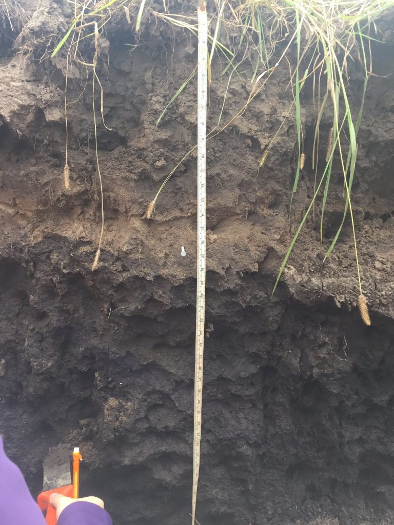 A soil profile with a brown horizon over a dark brown horizon located in a flood plain.