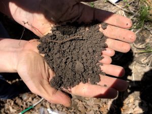 An A horizon sample with granular structure in the palms of someone's hands.