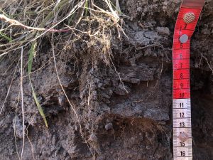 This soil, found just north of Ames in a more forested area, has some visible platy structure in the upper part of the soil. Cracks in the soil run horizontally rather than vertically.