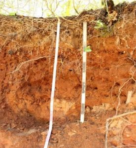 Soil profile in Arkansas, red colors, significant root growth in the top layer