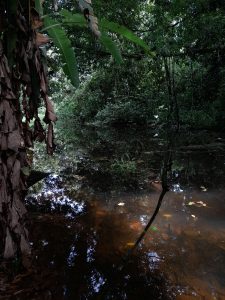 Waterlogged soil after some rainy days. Organic materials, including leaves and branches, can be seen through the water, and a brownish color predominates on the sediment.