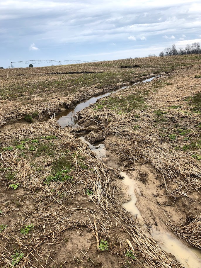 Small, forked waterway from erosion located in a cultivated field.