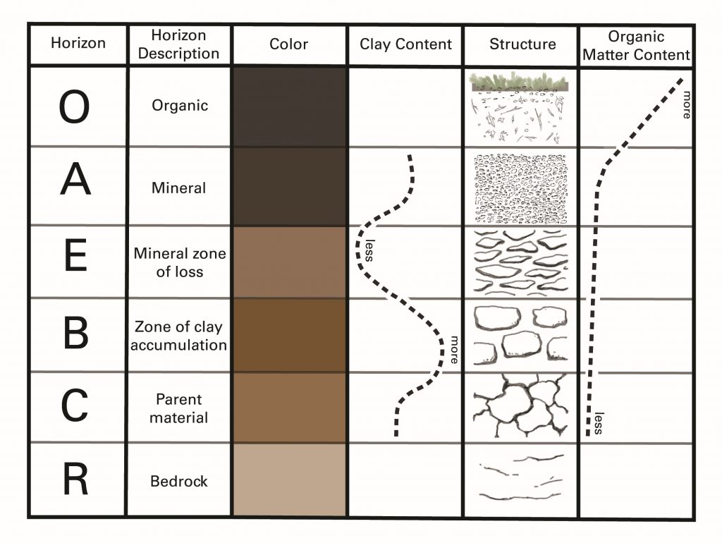 A visual chart displaying the relationships of color, clay content, structure, and organic matter content for O, A, E, B, C, and R horizons. Soil color tends to get lighter as the soil profile gets deeper. Clay content decreases in the E horizon and increases in the B horizon. Structure becomes coarser as you go down the horizons. Organic matter exponentially decreases as the soil depth increases.