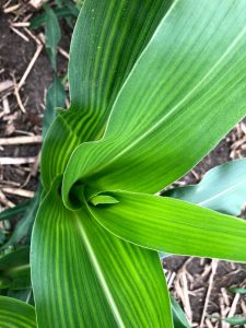 A top view of a small corn plant with lighter green on the inner portions of the leaves and closer to the stalk. Darker green colors more predominant moving away from the stalk.
