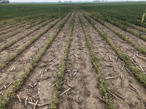 Rows of very small soybean plants in a light brown soil with leftover corn stover visible on soil surface.