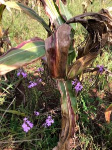 Small corn plant with brown, yellow, and purple colors being a majority of the leaves. A few leaves are mostly green with discoloration just on the edges. Plant is surrounded by a purple flowering plant.