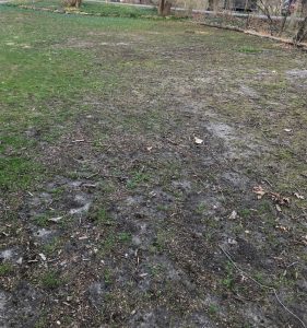 Yard with sparse vegetative growth in a dark brown soil. Leaves and sticks are scattered around.
