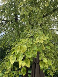 Large tree with yellowing leaves, dark green along the veins but increasingly pale outward on the leaf with dead spots near the leaf margins