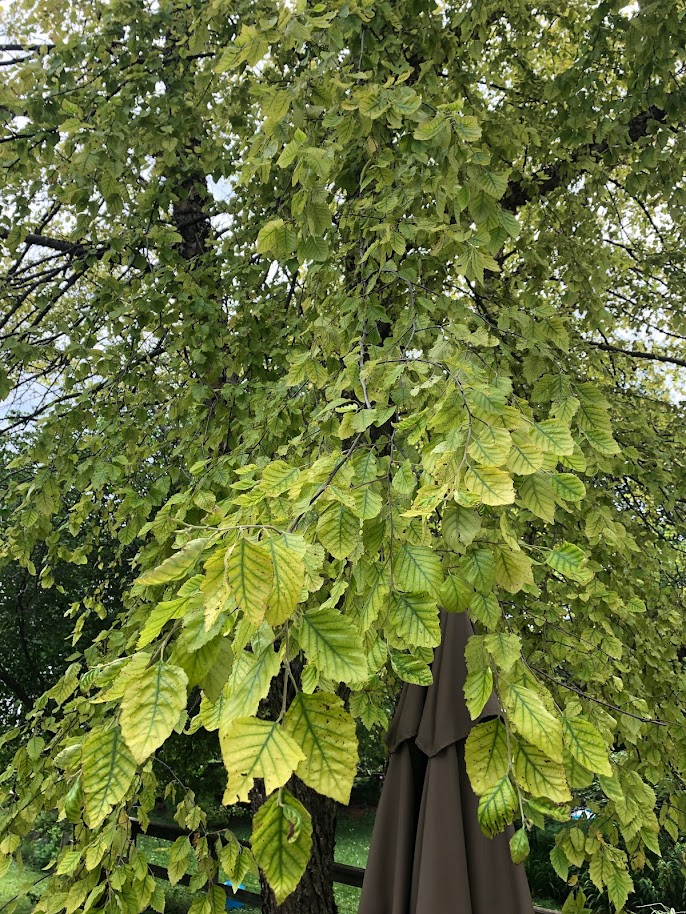 Tree with yellow-green leaves but dark green venation.