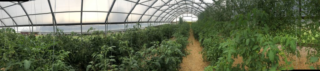 Angled view of three rows of tall tomato plants in a hoop house with straw laid out all over the ground covering the soil.