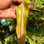 Lower leaf of a corn plant showing nitrogen deficiency symptoms-necrotic tissue progressing down the midvein from further away to the main stem of the plant.