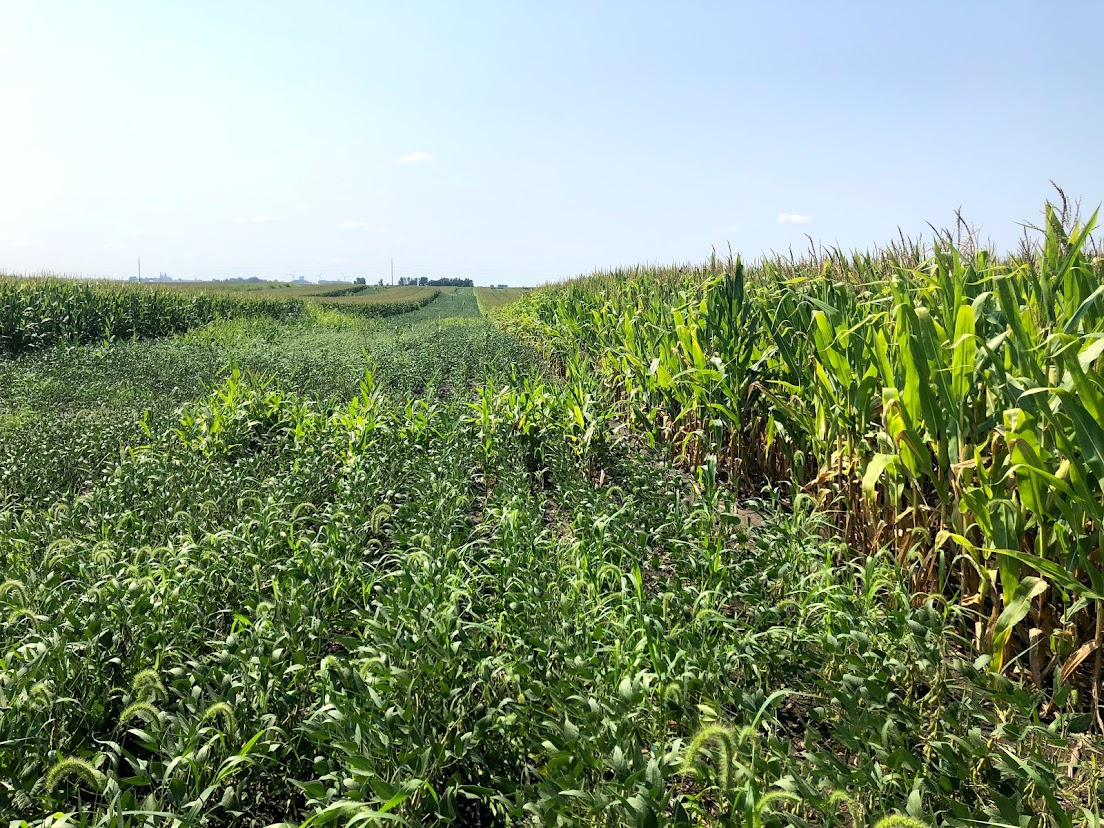 A strip of short grasses in between two sections of corn rows.