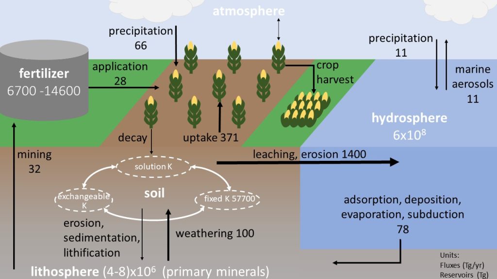 Illustration of the potassium cycle. An arrow captioned "mining" points to a gray cylinder labeled fertilizer. There is an arrow pointing away from fertilizer that says "application" pointing to rows of corn. An arrow pointing from the sky to the corn is labeled precipitation. There is a double ended arrow pointing between atmosphere and corn. the is an arrow pointing from the ground to a corn plant captioned "uptake". There is an arrow pointing away from a corn plant labeled "decay". There is an arrow pointing from a corn plant in the ground to harvested corn plant labeled "crop harvest". There is an arrow from the soil pointing towards the lithosphere captioned "erosion, sedimentation, lithification". An arrow point from the lithosphere to the soil labeled "weathering". Cycle within soil showing movement between exchangable K , fixed K, and solution K with double ended arrows. There is an arrow from the soil to the hydrosphere labeled "leaching, erosion". There is an arrow from the hydrosphere to the lithosphere labeled "absoprtion, deposition, evaporation, subduction". There is an arrow from the hydrosphere to the atmosphere labeled "marine aerosols".  There is an arrow from the atmosphere to the hydrosphere captioned "precipitation".