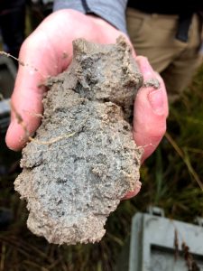 hand holding a prism-shaped soil ped, grey soil colors dominate, with a little rusty red tint around the edge of the structure, few roots stick out of the soil