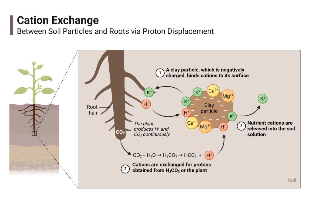 Diagram showing cation exchange between soil particles and hydrogen ions produced by plant roots, through a process called proton displacement