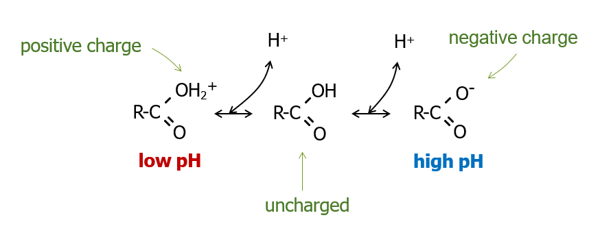 carboxylate accepts H+ from solution and develops a neutral charge, then accepts another and develops a positive charge