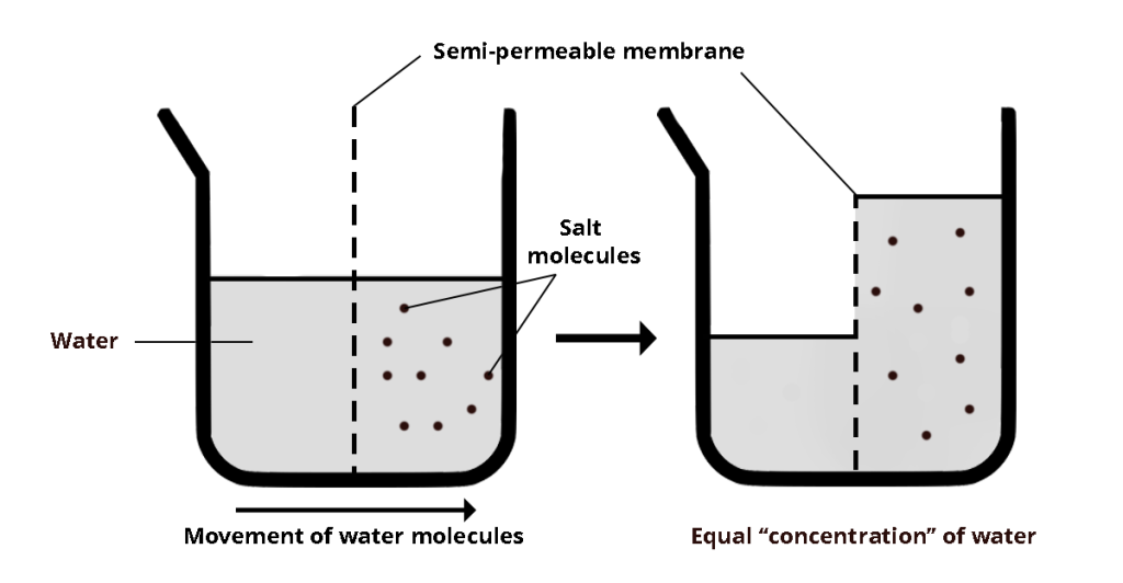 2.3 Effect of pH and Heat on Color and Other Attributes of Fruits and