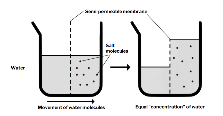 A figure showing osmosis