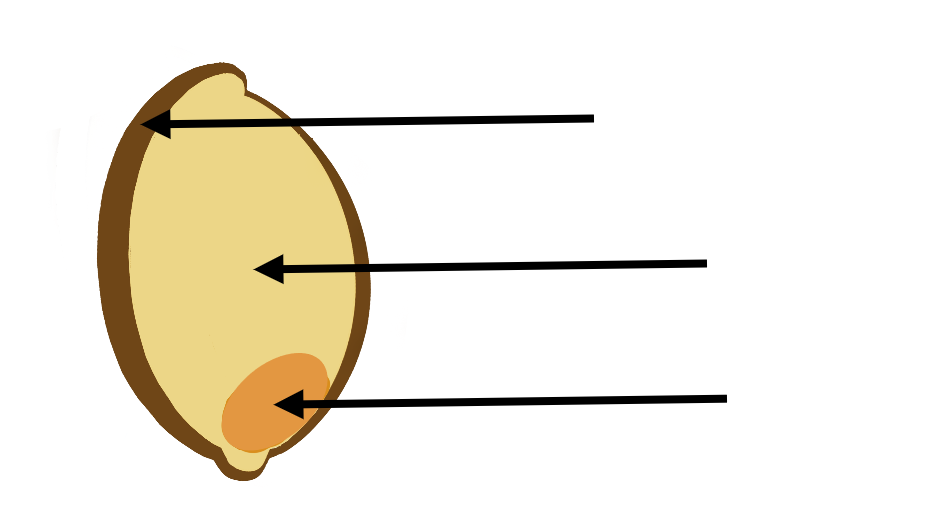 Diagram of a whole wheat grain, with three arrows.