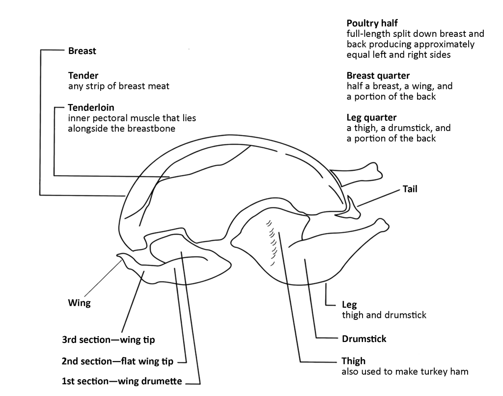 Illustration of the cuts of meat on poultry, including the breast, wing, leg, thigh, drumstick, tail, and their portions.