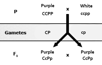 Graphic overview of F1 progeny of a pure purple and pure white pea plant cross.