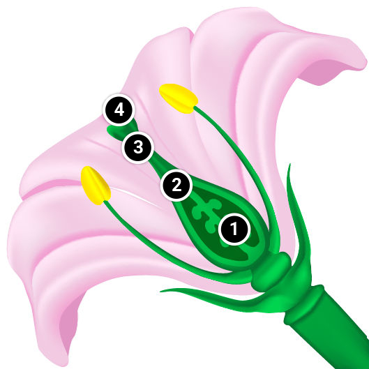 A cross-section of a flower with numbered sections. The center of the ovule is 1, the tip of the tube that connects the stigma to the ovule is 2, the stem of the stigma is 3, and the tip of the stigma is 4.