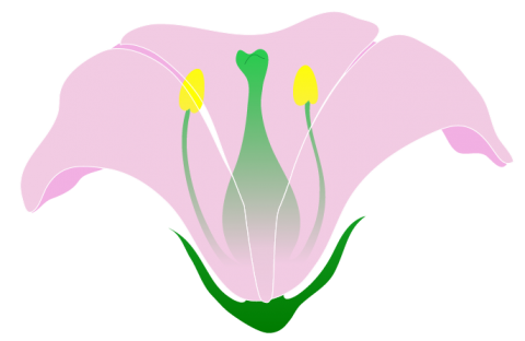 Chapter 2: Flower Morphology and Distribution – Crop Genetics