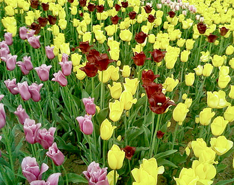 Photo of tulips in various mixed colors.