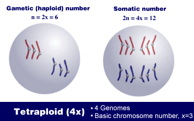 Polyploidy Vs Aneuploidy