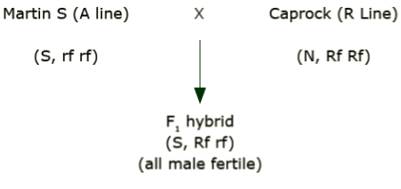 Martin S (A Line, S, rf rf) crossed with Caprock (R Line, N rf rf) created F1 hybrid (S Rf rf), all male fertile.